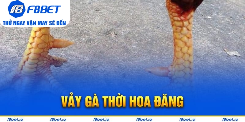 Vảy Gà Thới Hoa Đăng